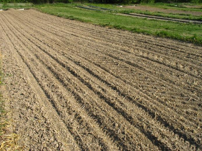 Půdní pokryv bez porostu půda je agrotechnicky zpracována, avšak není oseta 9 čerstvě zaseto Půda je stále holá, ale