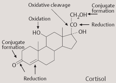 Degradace steroidních hormonů velmi krátký poločas rozpadu steranový skelet je velmi stabilní a nelze jej rozštěpit inaktivace steroidů většinou zahrnuje redukci