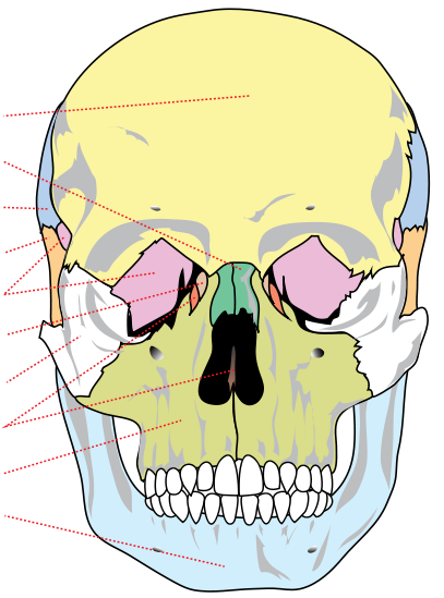 LIDSKÁ KOSTRA - skládá se z lebky, kostí trupu, kostry končetin (dolních a horních) - jsou ploché, sestávají se ze dvou tenkých kostí a jedné řídké kosti, která obsahuje kostní dřeň, jejímu