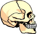 os parietale kost temenní os frontale kost čelní os occipitale kost tylní ČÁST OBLIČEJOVÁ kost nosní- os nasale kost patrová - os palatina kost lícní - os zygomaticus kost slzní - os lacrimale nosní