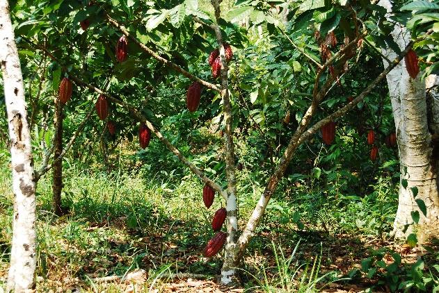 Purinové alkaloidy biosynteticky odvozené od purinových bází kofein, theobromin, theofyllin Coffea sp., Camelia sinensis, Theobroma cacao, Cola sp.