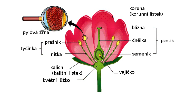 BIOLOGIE Stavba květu a odvození květního vzorce Pracovní návod Zadání úlohy Proveďte rozbor stavby květu předložených rostlinných druhů, zakreslete požadované části květu a vhodně je popište a