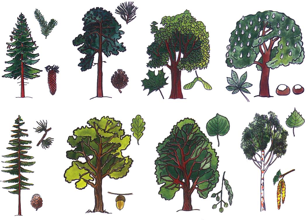 10) Pojmenujte stromy na obrázku. Rozdělte je na stromy listnaté a jehličnaté.