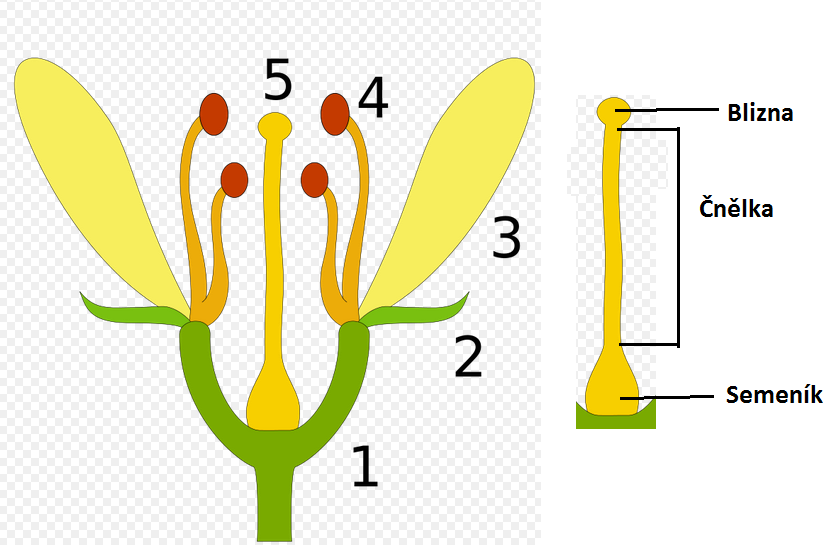2. Stavba květu a květenství Květ je důležitý hlavně pro rostliny hmyzosnubné, aby měly jak přilákat opylovače různé druhy hmyzu. Stavba květu (1.Květní lůžko 2.Kališní list 3.Okvětní list 4.