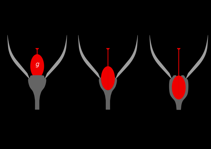 Typy uložení pestíku. Ovary position. In: ULF MEHLIG. Wikipedia: the free encyclopedia [online].