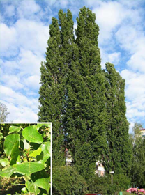 Topoly Topol osika neboli osika obecná je strom nebo keř z čeledi vrbovitých, dorůstající výšky až 20m, s široce rozvětvenou korunou. Kůra je v mládí šedá a hladká, později tmavší a v bázi zbrázděná.