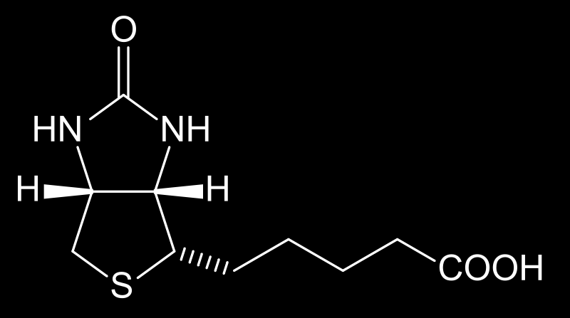 Vitamin H (biotin) koenzym, podporuje růst a dělení buněk tvořen střevními