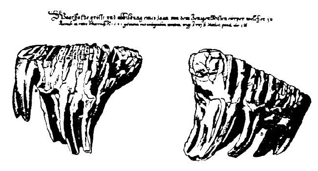 v díle Theatrum Europeum Matyáše Meriana 1443 - stehenní kost