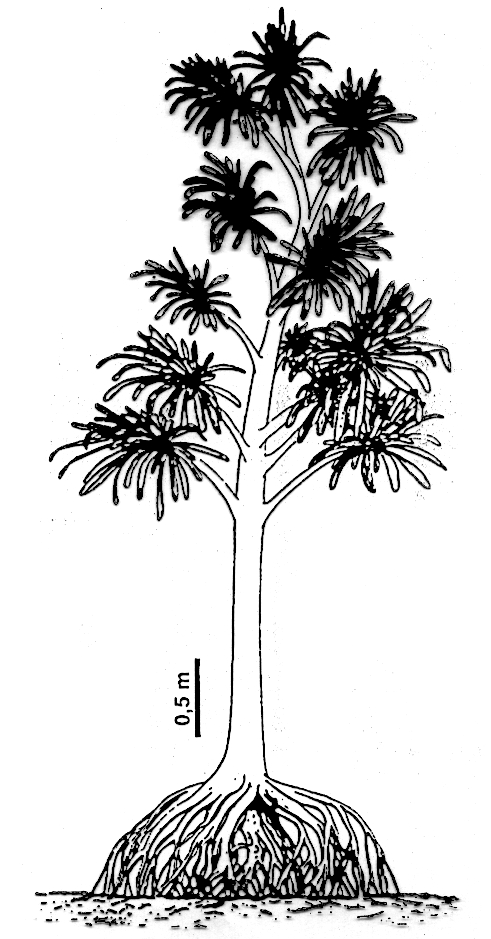1877 u Blumenbergu.