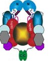 IV. Role HSP (Heat Shock Protein) Hsp 90 Hsp 90 stresové proteiny ubikvitární molekulární chaperony zabezpečují