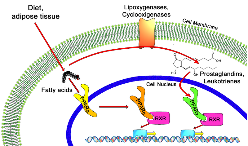 II. PPAR signální cesta Peroxisome proliferator-activated receptors skupina jaderných receptorů pro hormony (steroidní, štítnice, retinová kys.