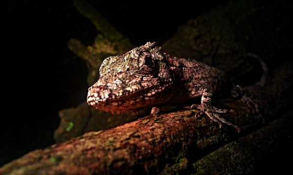 Chameleolis vousatý ( Chamaeleolis barbatus) Chamaeleolis barbatus - samice Text a foto: Tomáš Holer Chameleolis vousatý, dříve anolis vousatý, je asi 35 cm dlouhý ještěr, vyskytující se endemicky