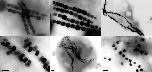 biomineralizace = tvorba biogenních minerálů CaCO 3 ulita ušně mořské Magnetospirillum gryphiswaldense SiO 2 zpevnění pokožky přesličky SiO 2.