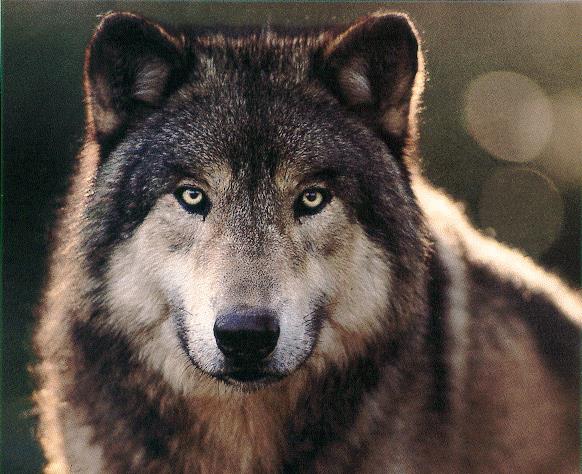 národní přírodní rezervaci nedaleko Doks na Českolipsku potvrdil, že se do Čech po více než sto letech vrací vlci.