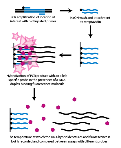 SNP genotypizace