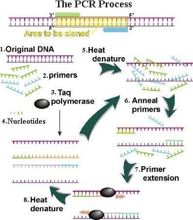 Obr.: PCR jednotlivé kroky. Zdroj: http://universe-review.ca/r11-16-dnasequencing.htm Obr.