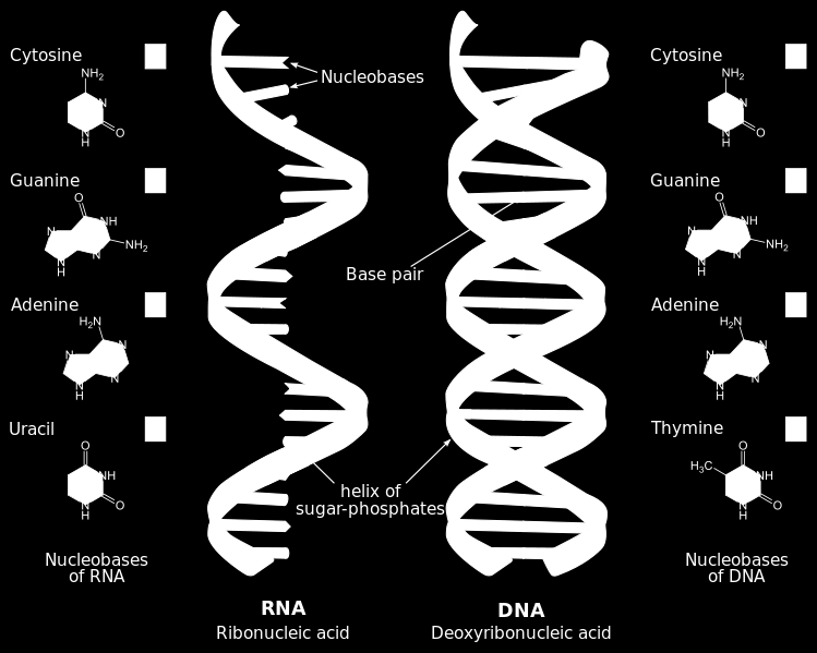 jpg, http://www.anselm.edu/homepage/jpitocch/genbio/geneticsnot.