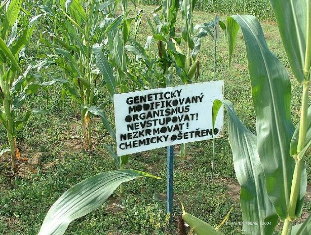 2. Uvádění GMO do životního prostředí polní pokusy s GM plodinami ověření agronomických, příp.