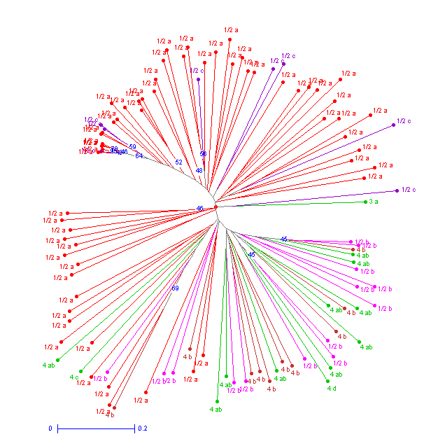 obsahující izoláty se sérotypy 1/2b, 4b a 4ab, a skupina s označením F, která obsahuje izoláty se sérotypy 1/2a a 1/2c (Obrázek 2). F D E Obrázek 2.