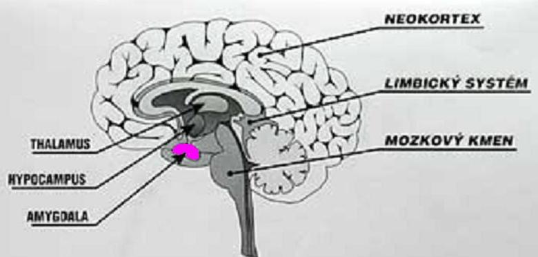 Některá centra mozku a jejich funkce Neokortex většina mozkové kůry, různé funkce jejích anatomických částí; frontal cortex, rozhodování, integrace myšlení, řeč.
