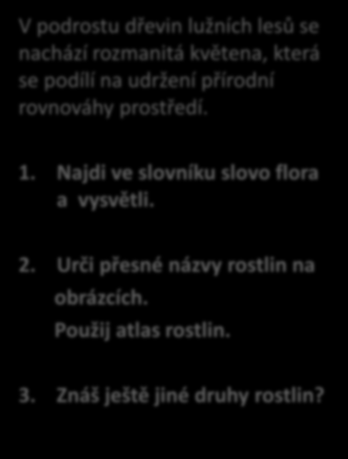 Flora lužních lesů V podrostu dřevin lužních lesů se nachází