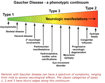 GAUCHEROVA CHOROBA mutace strukturního genu pro glukocerebrozidázu enzym není syntetizován glukocerebrozidy nejsou štěpeny a dále jsou katabolizovány akumulace glukocerebrozidů (zejm.