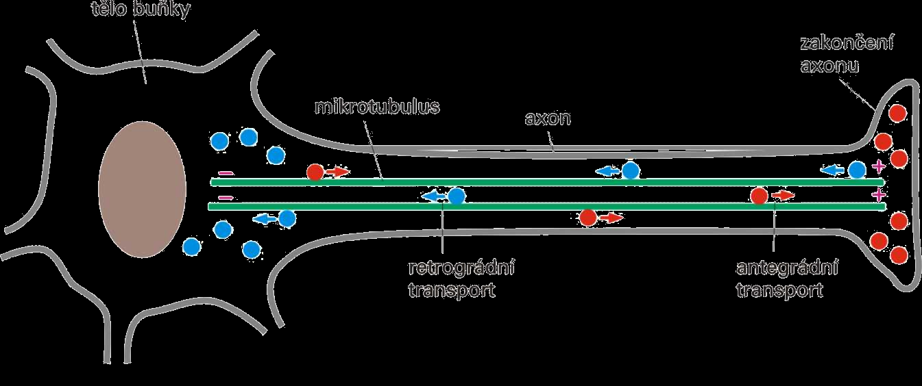 VNITROBUNĚČNÝ TRANSPORT - transport váčků v sekreční dráze, v axonech nervových buněk, přemísťování