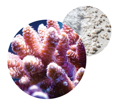 Pěstování korálů Základní prvky tvořící korály (Ca, karbonátová tvrdost & Mg) Úspěch korálového akvária závisí na udržování vhodných ukazatelů vody, které se zabezpečují pro korály vhodné stabilní
