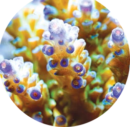 Program managementu řas Zooxantely žijí v symbióze s korály Znalost role, jakou hrají symbiotické zooxantely a v jakém vztahu jsou s korály, jsou důležité pro úspěšné nasazení programů managementu