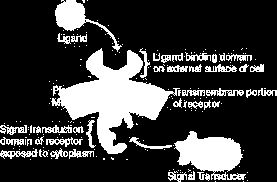 Příklady typů nefunkčních molekul Membránový protein (receptor) Signalizační molekula