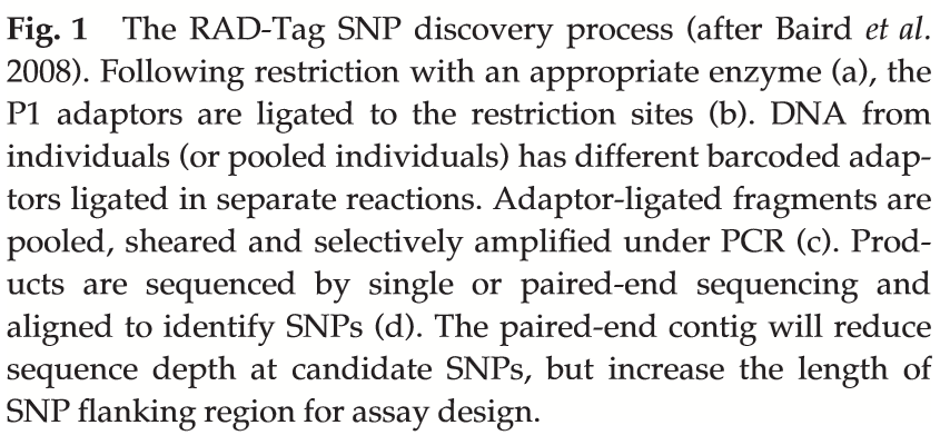 RAD-Taq sequencing - restrikce: DNA je naštípána restriktázami, - ligace: na vzniklé fragmenty je navázán adaptor, - vysokokapacitní NGS sekvenování (tagged fragment amplification) - analýza