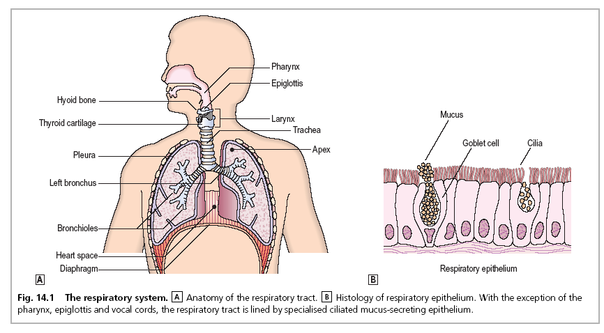 Anatomie a fyziologie Okysličení krve Výdej CO 2 Udržování ABR