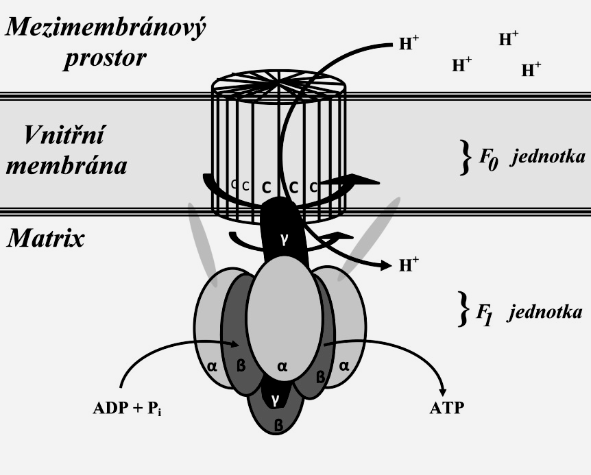 6.2 Aerobní fosforylace Dýchací řetězec je za normálních podmínek spojen s aerobní fosforylací a vybití protonového gradientu, který vznikl v komplexech dýchacího řetězce, je spojeno s uvolněním