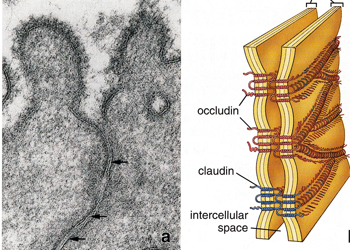 ZONULA OCCLUDENS Těsné - bariérové spojení po obvodu buňky, odděluje luminální a intercelulární prostor, zabraňuje paracelulární