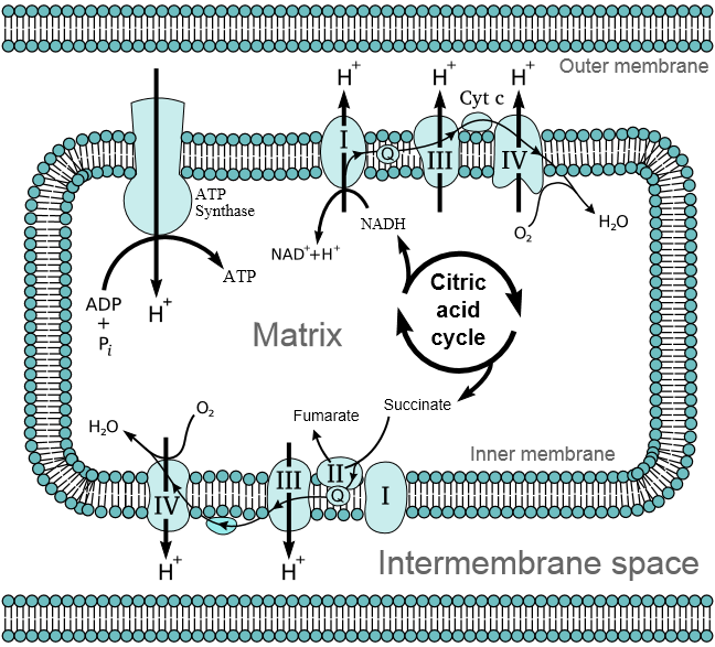 TVORBA ROS V MITOCHONDRIÍCH NAD(P)H dehydrogenasy a Fe- S proteiny místem