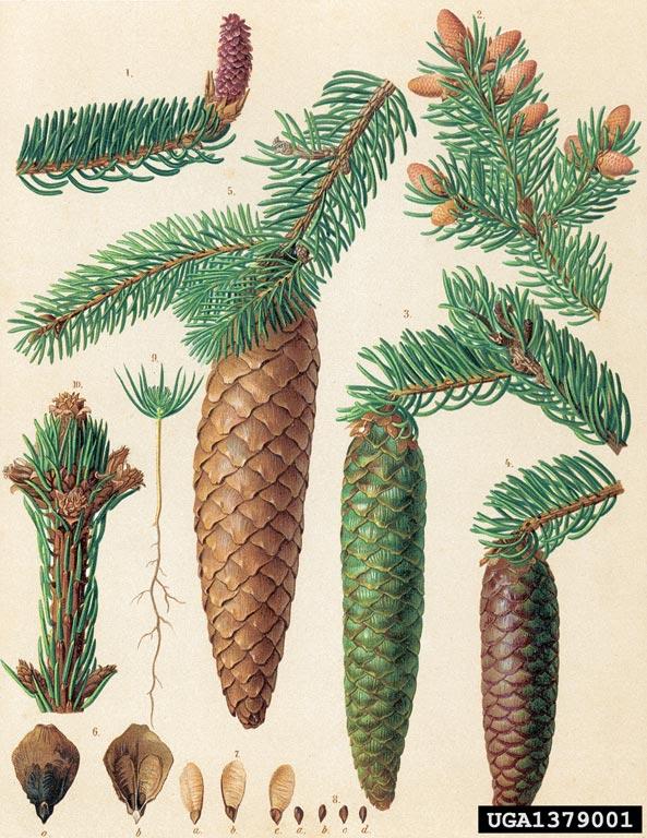 Pracovní sešit pro učitele Smrk Picea abies, Anglicky: Norway spruce, Německy: Heimische Fichte Makroskopické znaky: dřevo bez znatelného jádra, barvy světlé, bledě nažloutlé, s ostře ohraničenými