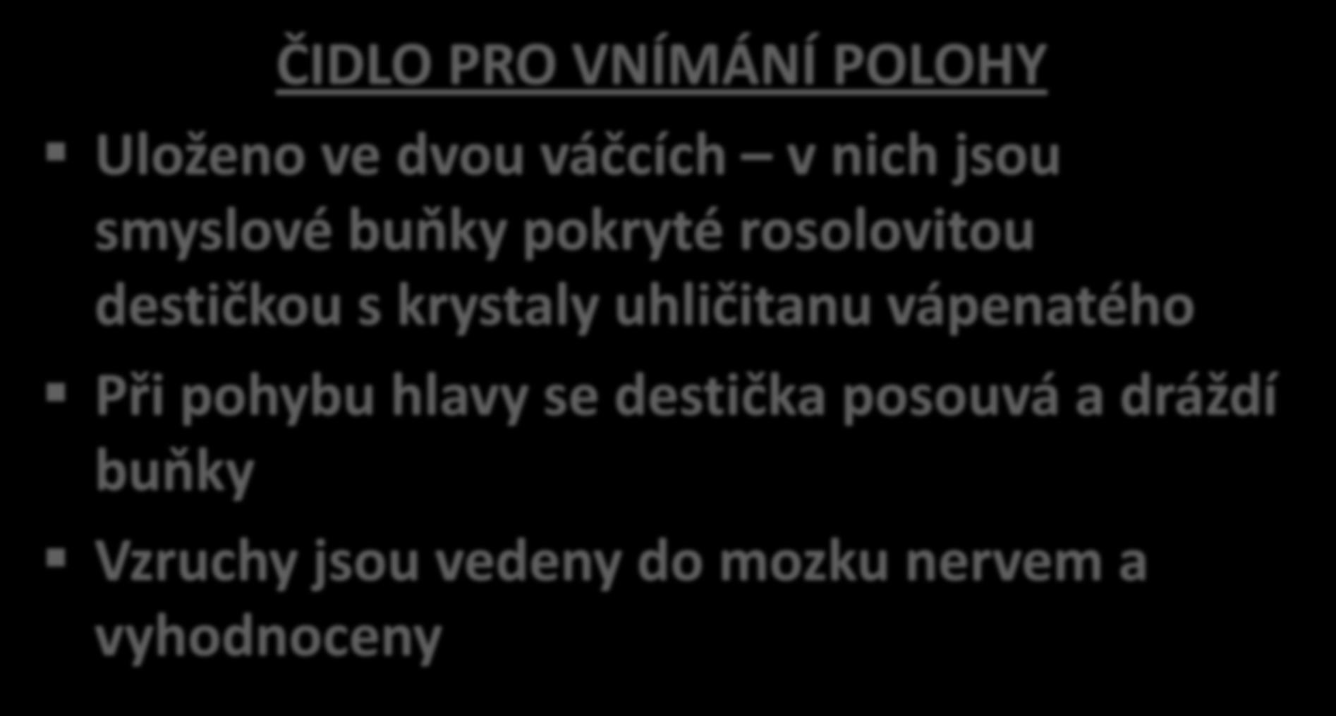 ČIDLO PRO VNÍMÁNÍ POLOHY Uloženo ve dvou váčcích v nich jsou smyslové buňky pokryté rosolovitou destičkou s krystaly