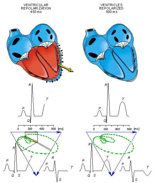 Vznik EKG