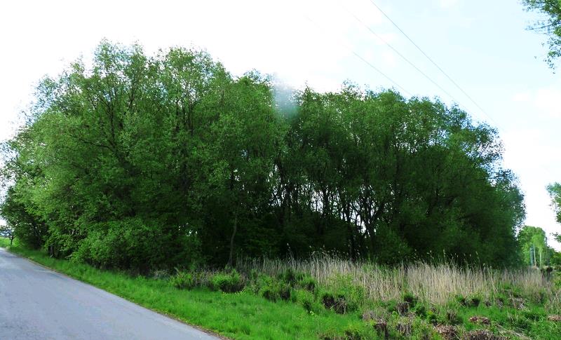 V bylinném patře převládá kopřiva a rákos, zaznamenán byl i výskyt bradáčku vejčitého. Podpora, popřípadě dosadba dalších lužních dřevin.