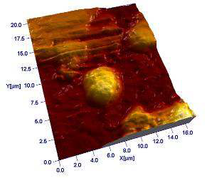 AFM on MARS Phoenix Lander that has landed on Mars on May 25th 2008.