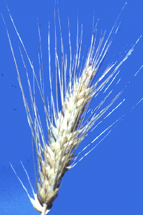 vlastností přítomných v populaci) Hybridizace Pšenice x