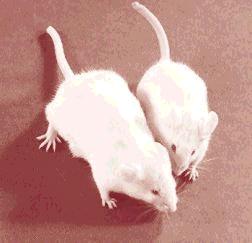 NA CESTĚ K LEPŠÍ MYŠI Brinster, School of Veterinary Medicine, University of Pennsylvania V roce 1982 Ralph Brinster a Richard Palmiter vytvořili "transgenní" myši vložením genu pro růstový