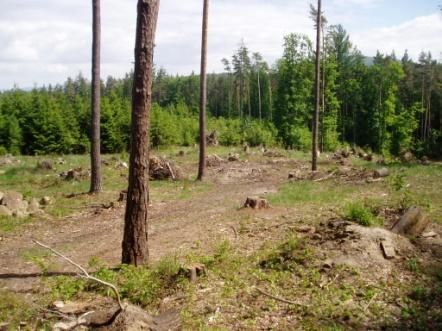 Čištění území Práce v rámci čištění území byly zahájeny v měsíci březnu. Bylo zapotřebí zlikvidovat spadlý polom v lokalitě Chmelíkov a vyčistit les.