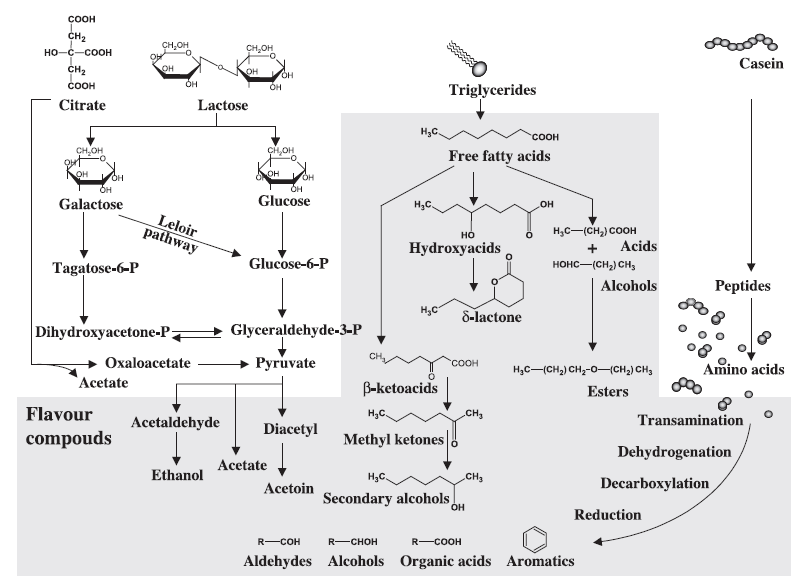 Obr. 6: Biochemické procesy vedoucí ke vzniku aromaticky aktivních látek. Aromaticky aktivní látky vyznačeny šedě [31]