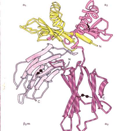 MHCclassI MHCclass II exprimovány na povrchu ACP jako 2 nekovalentně spojené polypeptidy Integrální membránový protein buněk a destiček (Ag-