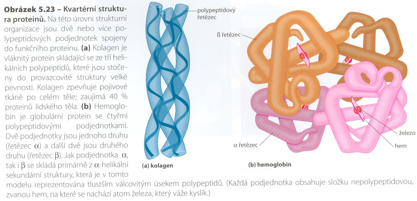 protoporfyrinu Glykovaný