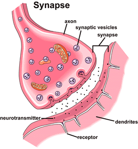 Synapse vzruch přenášejí mediátory (neurotransmitery, acetylcholin, noradrenalin, dopamin) mediátor se uvolní z membrány presynaptického zakončení a naváže se na receptory v subsynaptické