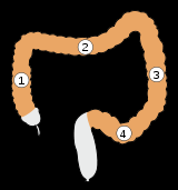 Tlusté střevo čtyři části slepé střevo a