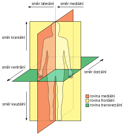 Orientace na lidském těle při