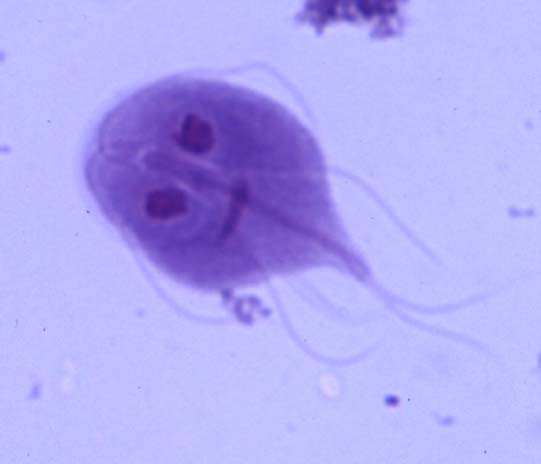 Giardia intestinalis - Giardia Lamblia, lamblie střevní - Poprvé pozoroval mikroskopem van Leeuwenhoek, 1859 popsal Vilém Dušan Lambl - v některých dětských kolektivech až 30%, kosmopolitní -
